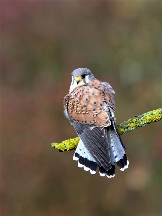 Poštolka obecná (Falco tinunculus)