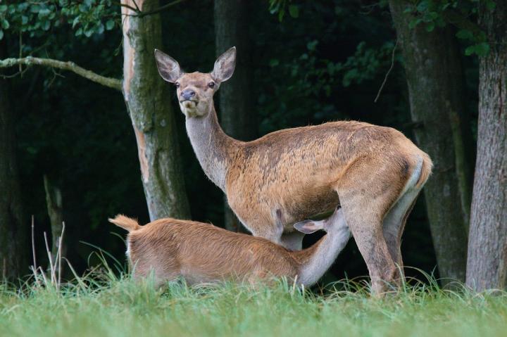 Jelen lesní (Cervus elaphus)