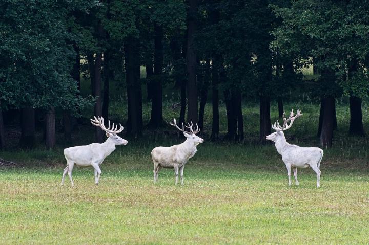 Jelen lesní (Cervus elaphus)