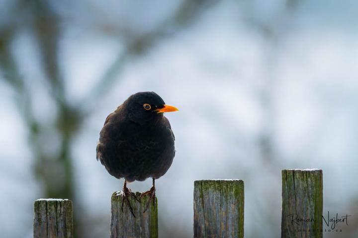 Kos černý (Turdus merula)