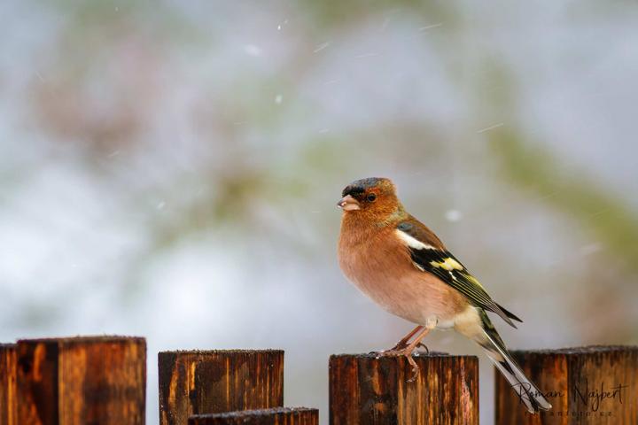 Pěnkava obecná (Fringilla coelebs)