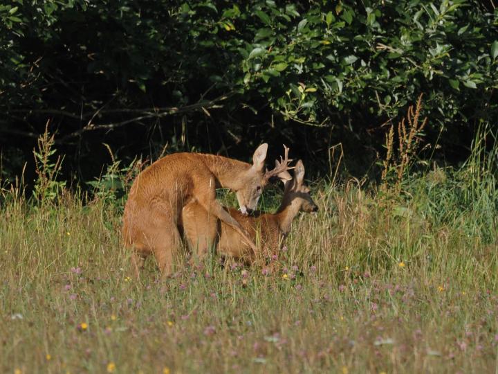  Srnec obecný ( Capreolus capreolus )