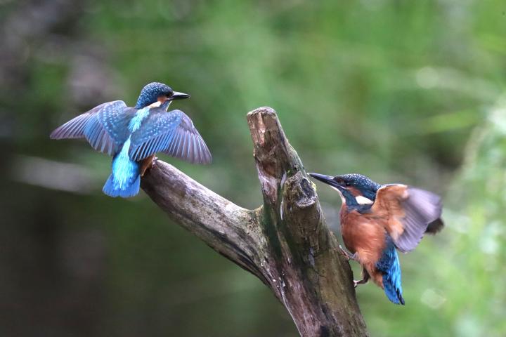 Kingfisher (Alcedo atthis)