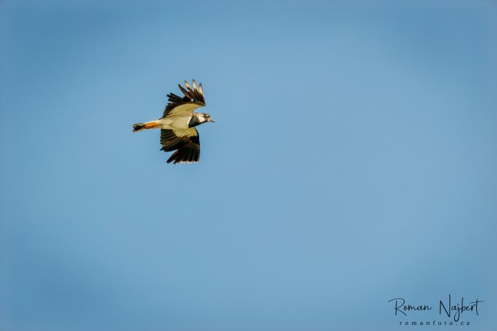 Northern Lapwing (Vanellus vanellus)