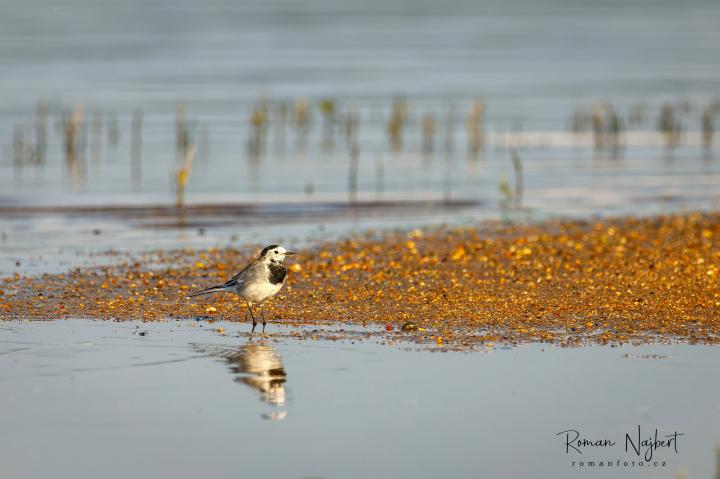 Konipas bílý  (Motacilla alba)