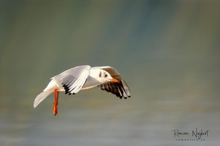 Racek chechtavý (Larus ridibundus)