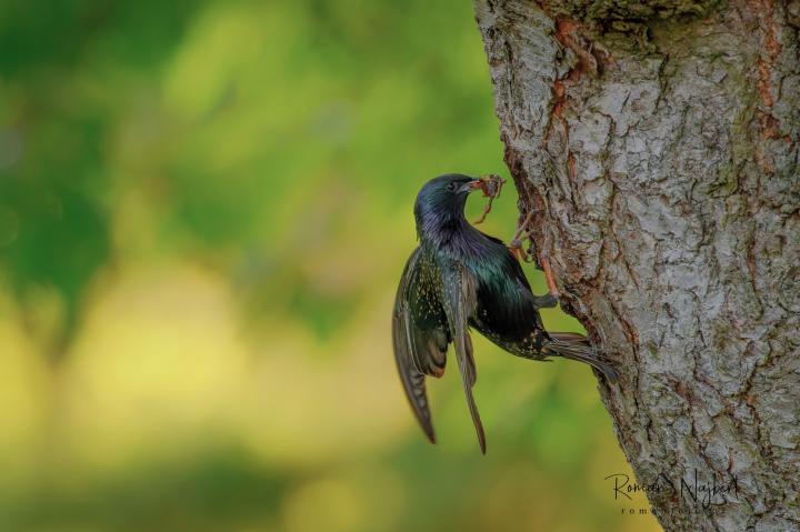 Špaček obecný (Sturnus vulgaris)