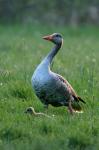 Greylag Goose (Anser anser)