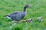 Greylag Goose (Anser anser)