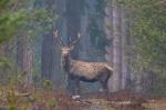 Jelen lesní (Cervus elaphus)