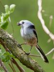 Mlynařík dlouhoocasý (Aegithalos caudatus)