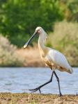 Kolpík bílý (Platalea leucorodia)