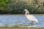 Kolpík bílý (Platalea leucorodia)