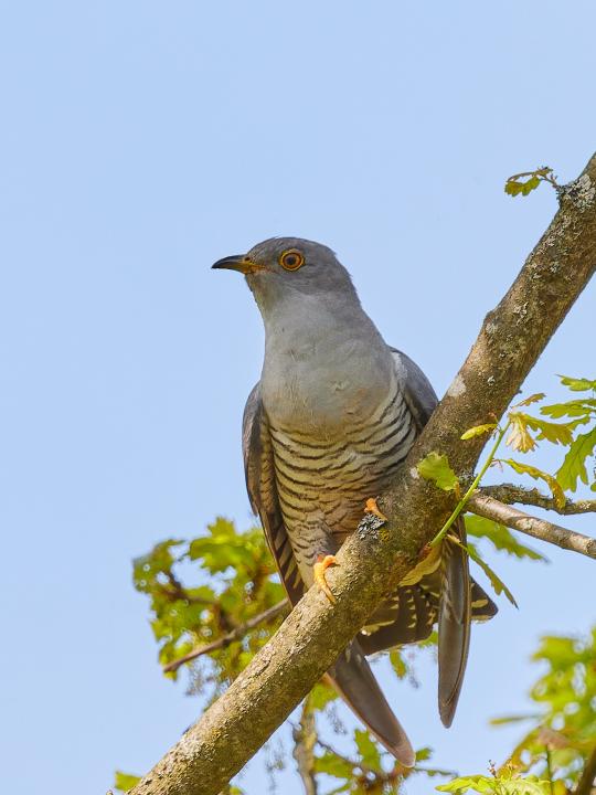 Kukačka obecná                                     (Cuculus canorus)