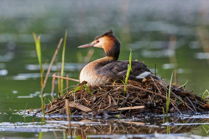 Potápka roháč  (Podiceps cristatus)