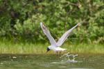 Racek chechtavý (Larus ridibundus)