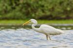 Volavka bílá (Egretta alba)