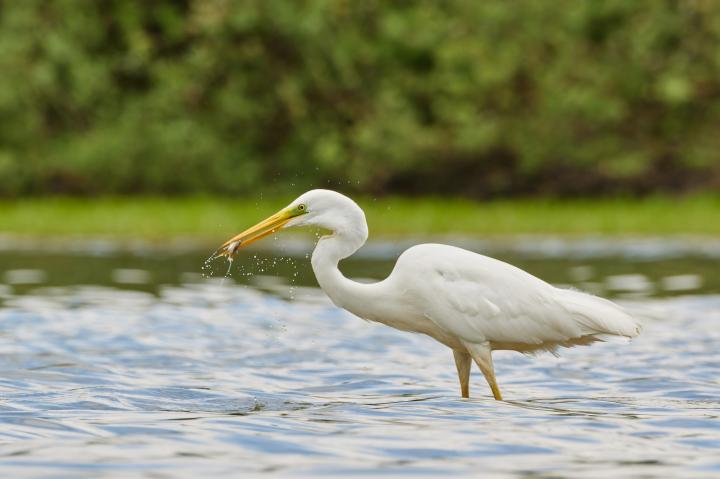 Volavka bílá (Egretta alba)