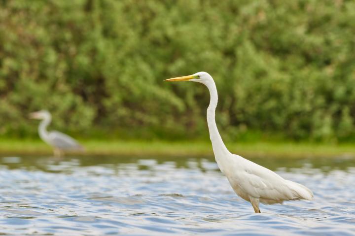 Volavka bílá (Egretta alba)