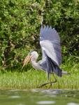 Volavka popelavá (Ardea cinerea)