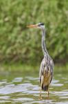 Volavka popelavá (Ardea cinerea)