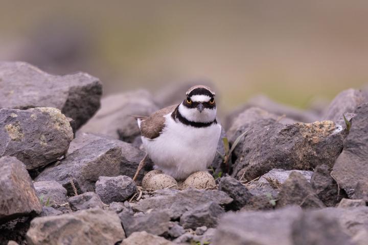 Kulík říční (Charadrius dubius)