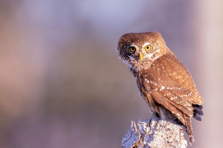 Kulíšek nejmenší (Glaucidium passerinum)