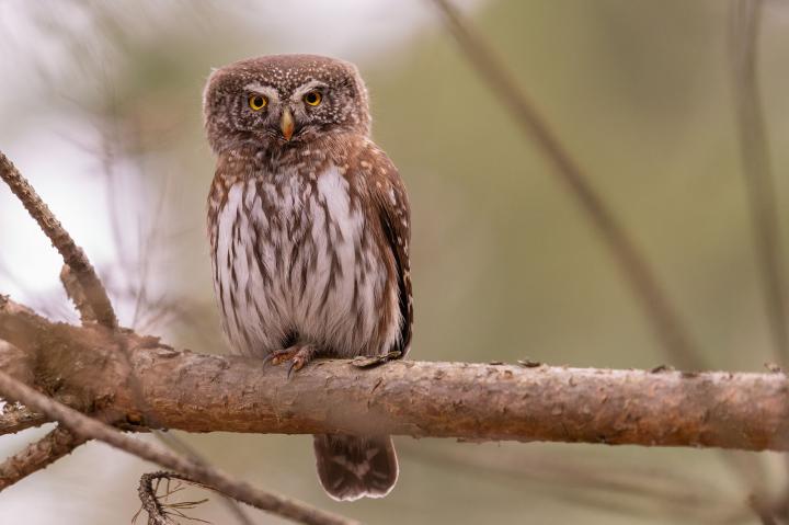 Kulíšek nejmenší (Glaucidium passerinum)