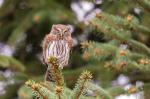 Kulíšek nejmenší (Glaucidium passerinum)