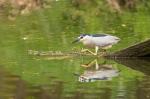  Kvakoš noční ( Nycticorax nycticorax)