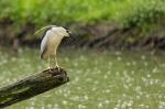  Kvakoš noční ( Nycticorax nycticorax)