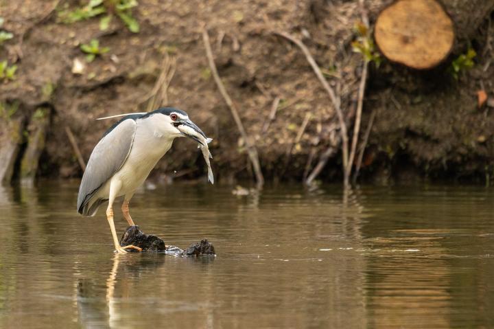  Kvakoš noční ( Nycticorax nycticorax)