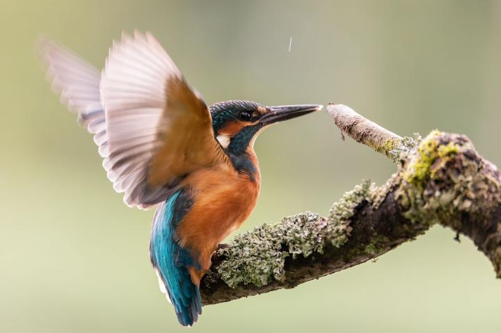 Ledňáček říční (Alcedo atthis)