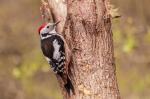 Strakapoud prostřední (Dendrocopos medius)