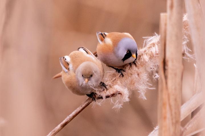 Sýkořice vousatá (Panurus biarmicus)