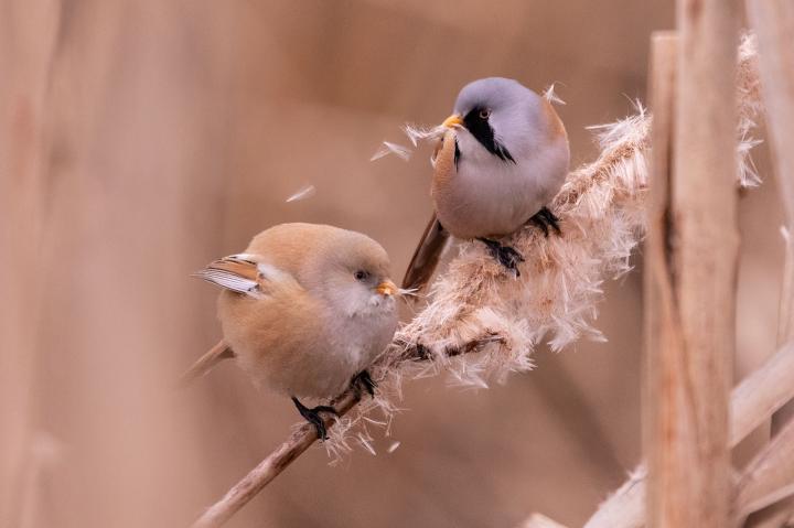 Sýkořice vousatá (Panurus biarmicus)