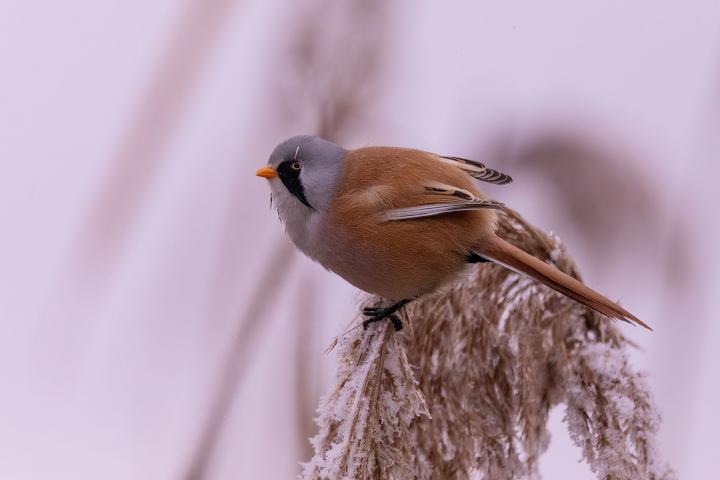 Sýkořice vousatá (Panurus biarmicus)