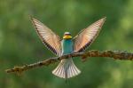 Vlha pestrá (Merops apiaster)