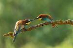 Vlha pestrá (Merops apiaster)