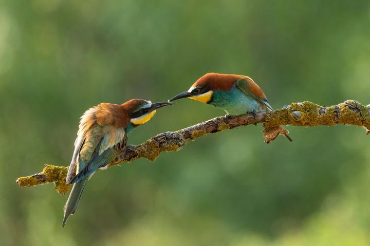 Vlha pestrá (Merops apiaster)