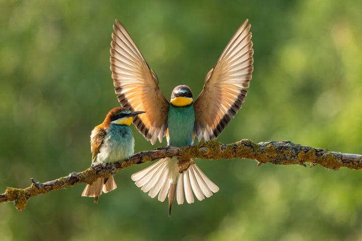 Vlha pestrá (Merops apiaster)