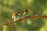 Vlha pestrá (Merops apiaster)