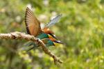 Vlha pestrá (Merops apiaster)