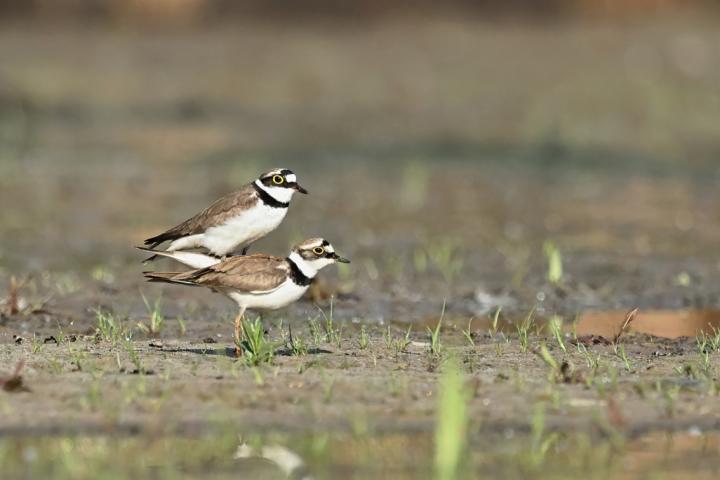 Kulík říční (Charadrius dubius)