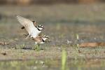 Kulík říční (Charadrius dubius)