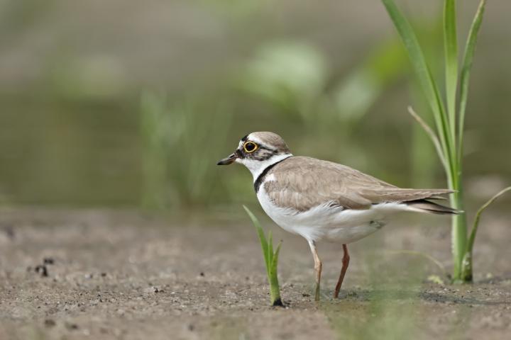 Kulík říční (Charadrius dubius)