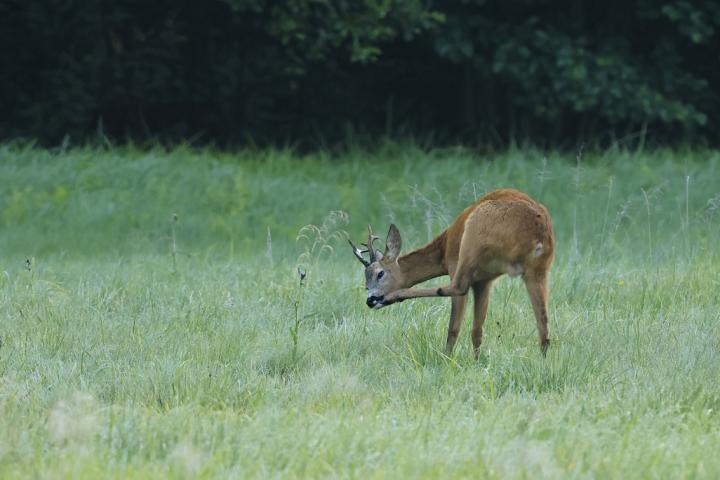  Srnec obecný ( Capreolus capreolus )