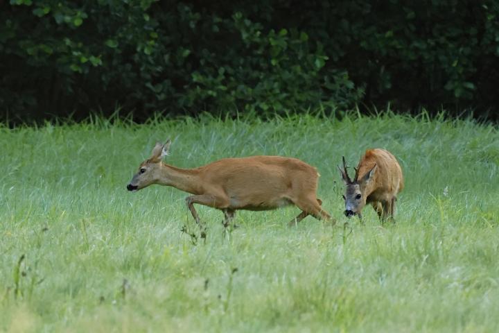  Srnec obecný ( Capreolus capreolus )