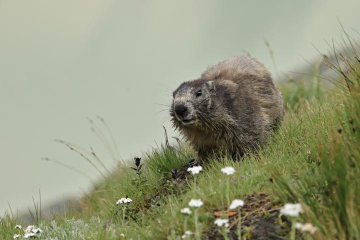 Svišť horský (Marmota marmota)