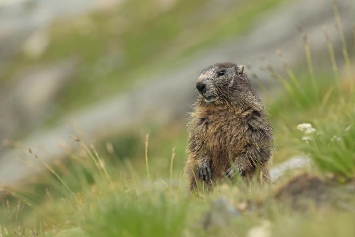 Svišť horský (Marmota marmota)